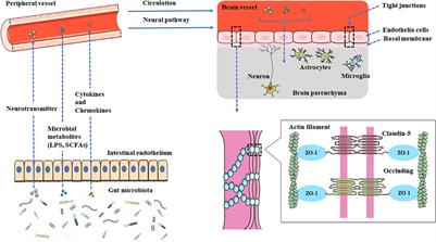 Gut Microbes Regulate Innate Immunity and Epilepsy